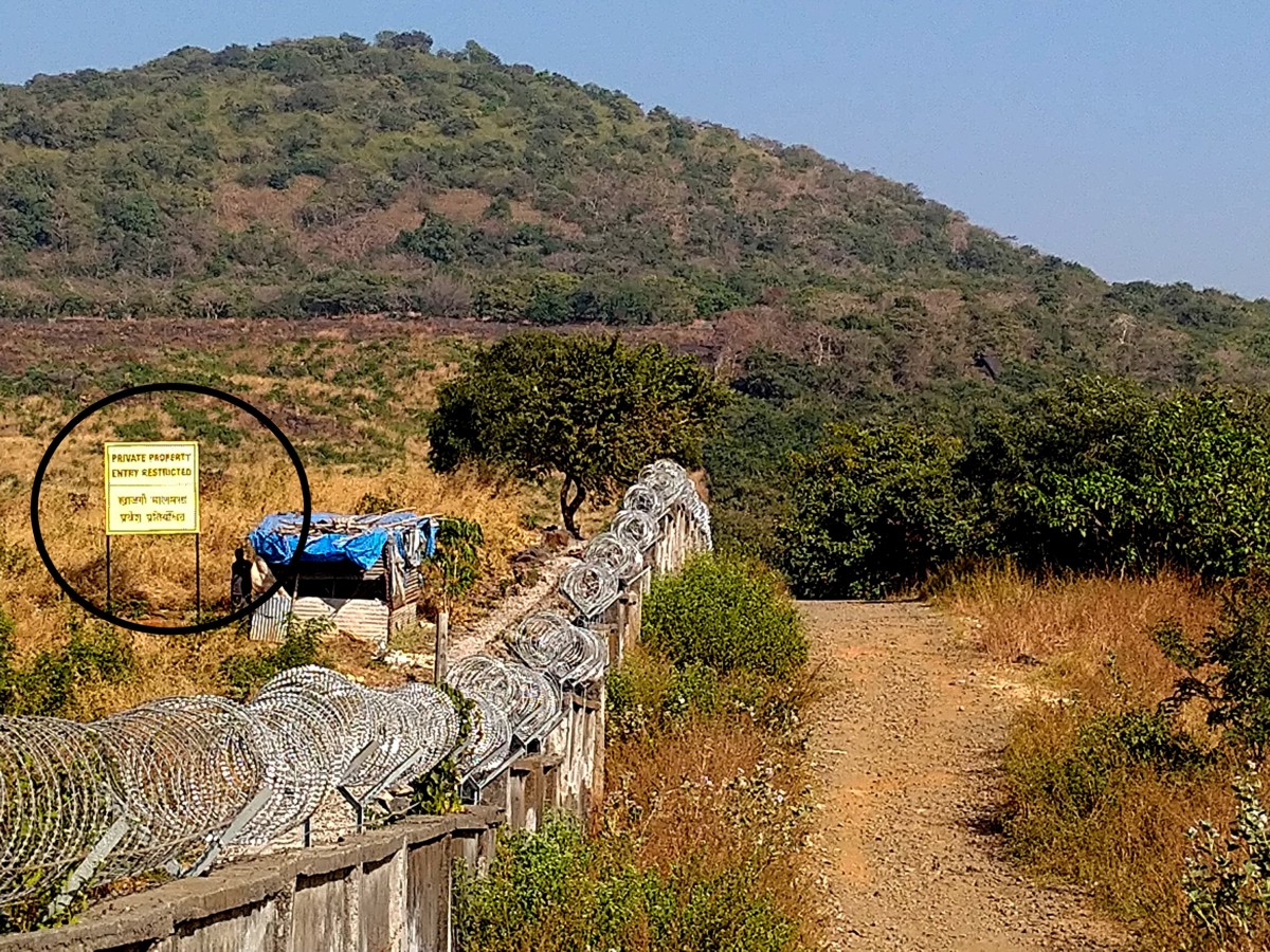 Aarey