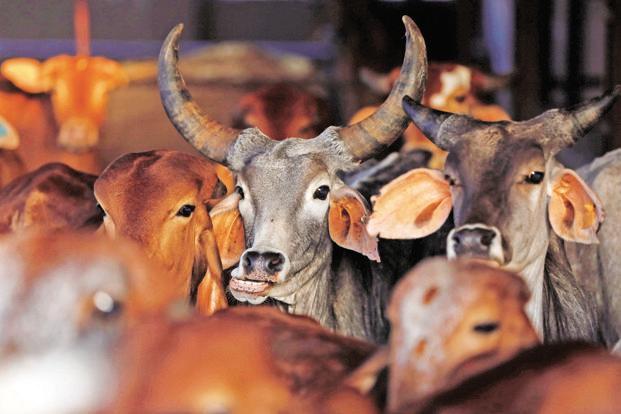 Beef Ban