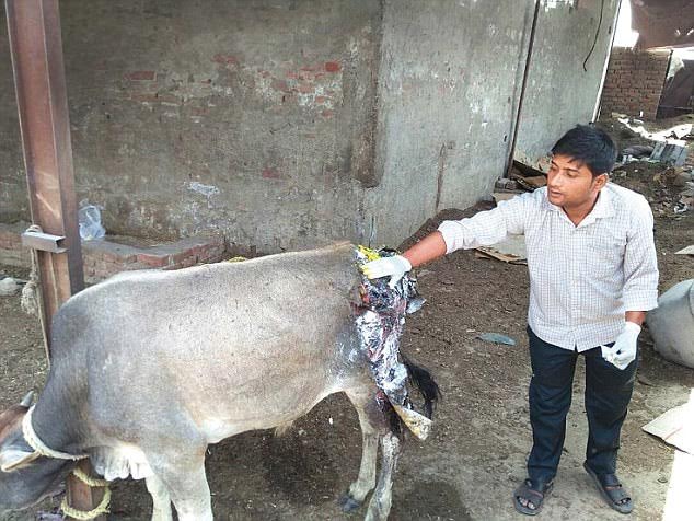 While Cow is the Mother & Protected, Bulls Attacked with Acid in BJP-ruled  Haryana | SabrangIndia