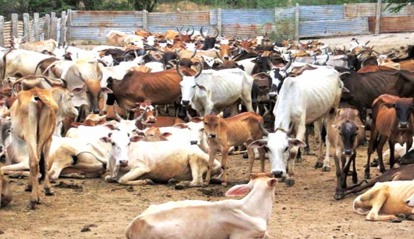 Cattle slaughter