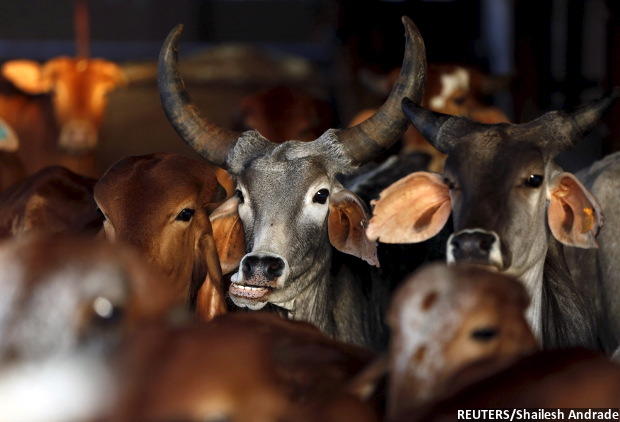 Cattle