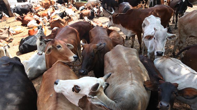 Cow