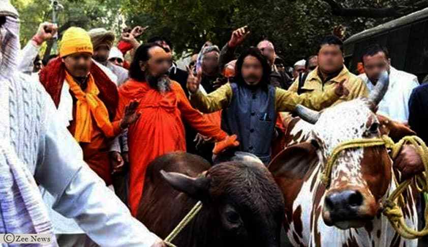 Cow Vigilantes