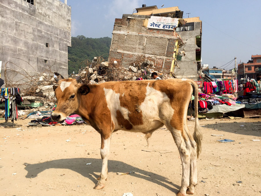 Cow