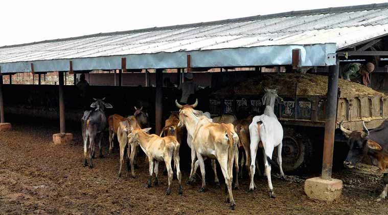 Cow Shelter
