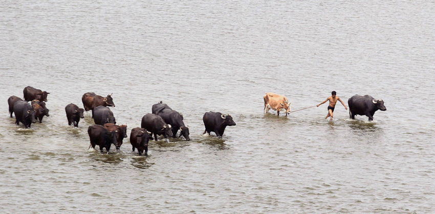 cattle Ban