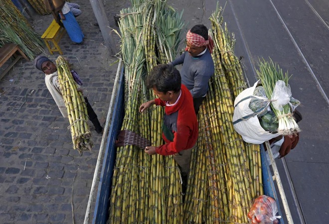 Sugarcane